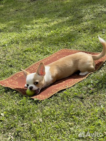 Щенки чихуахуа