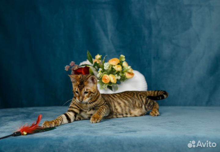 Котенок породы тойгер