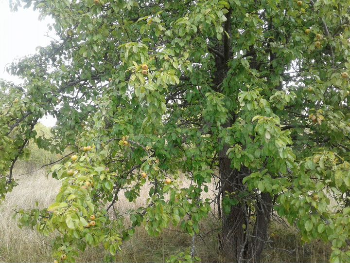 Участок 12,4 сот. (ИЖС)