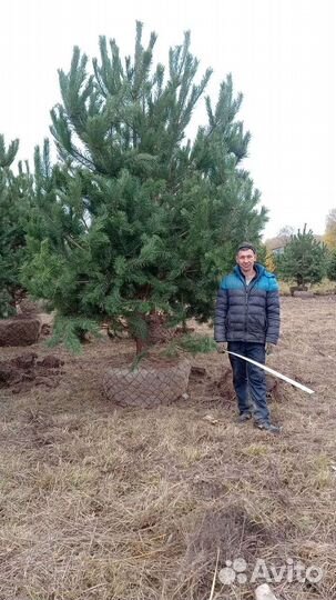 Сосна Норвежская