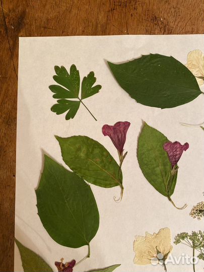 Засушенные цветы