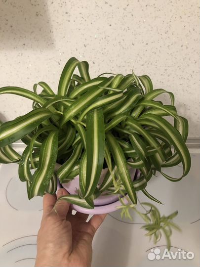 Хлорофитум кудрявый Бонни