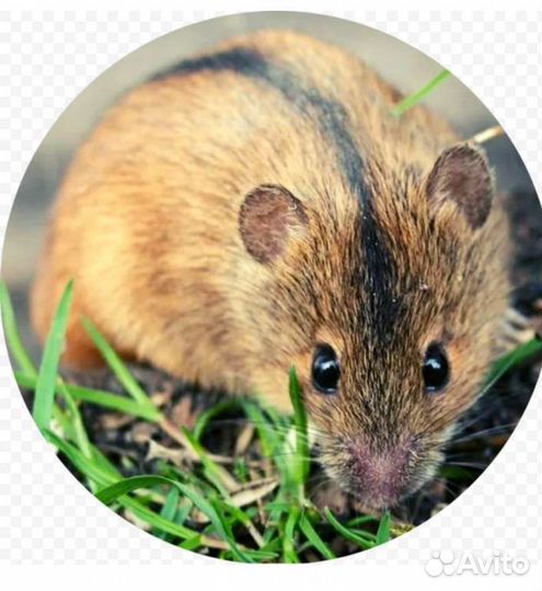 Передержка кошек,котоняня,зооняня