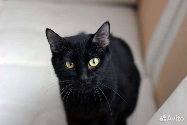 Кошка в добрые руки