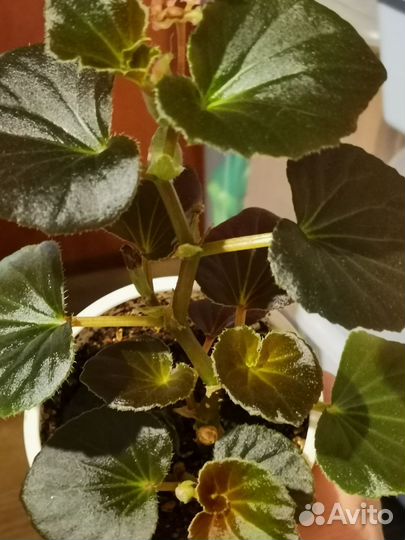 Бегония розовая с бесплатной доставкой