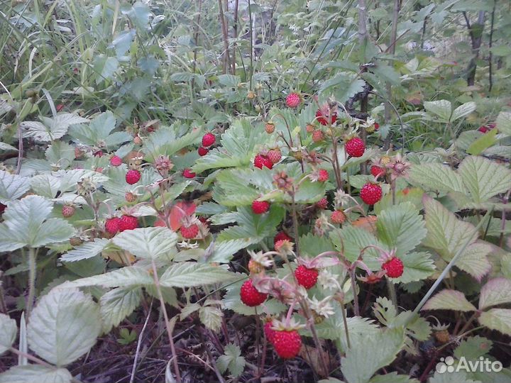 Земляника лесная ароматная