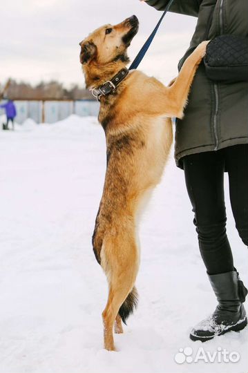 Собаки бесплатно в добрые руки