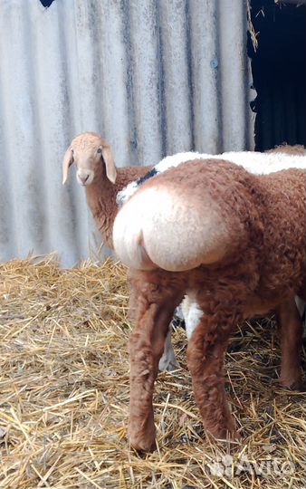 Баранчики на племя