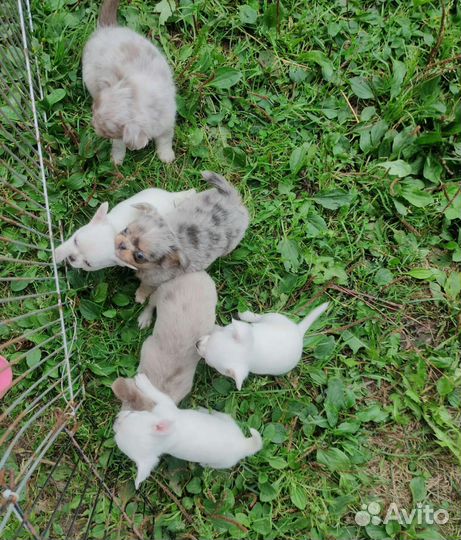 Чихуахуа малышня