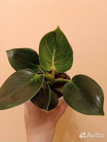 Филодендрон Биркин