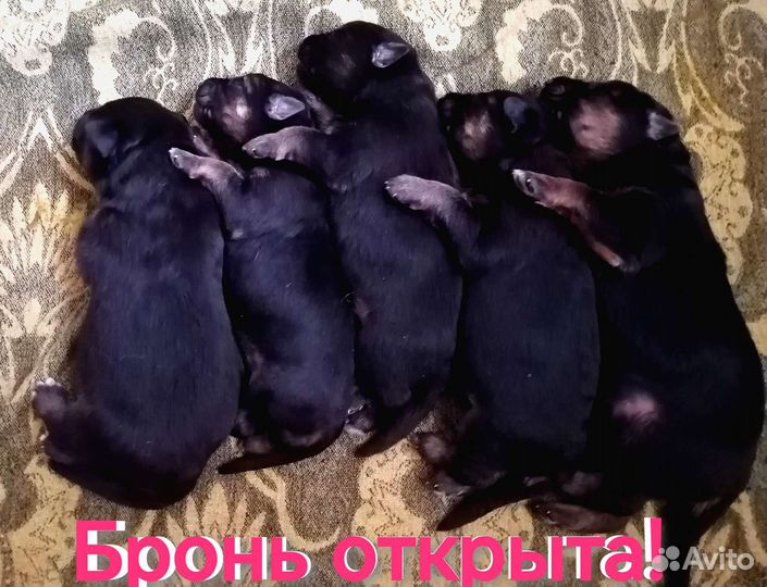 Щенки, немецкая овчарка, стандартный, документы