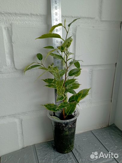 Фикус Бенджамина Николь