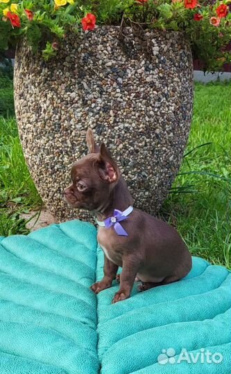 Шоколадный брутальный малыш