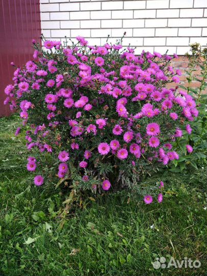 Астра многолетняя кустовая Старлайт, зкс 1,5л