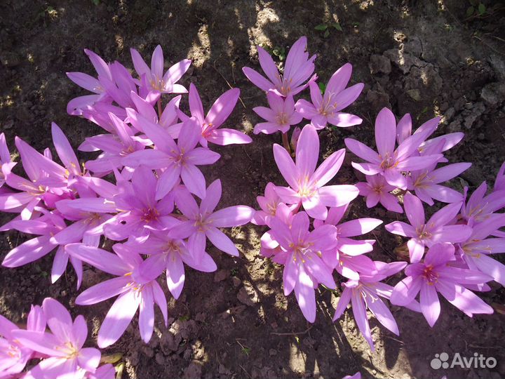 Колхикум осенний Безвременник луковицы