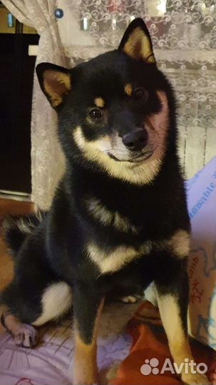 Сиба Ину.Вязка