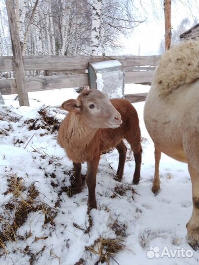 Ягнята (барашки) продам или обменяю