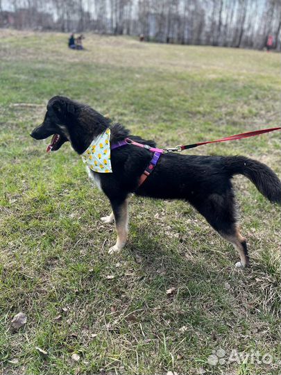 Классная собака ждет своего человека