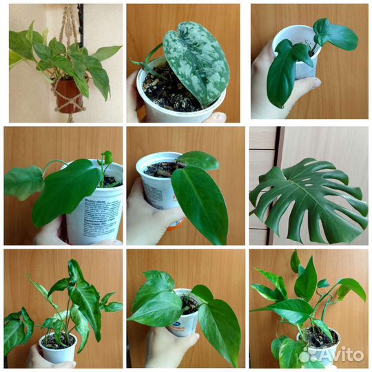 Эпипремнумы, филодендроны и др. ароидные