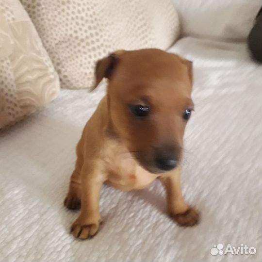 Щенки цвергпинчера