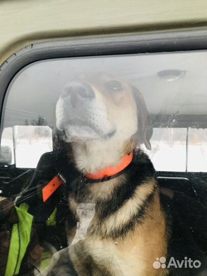 Перевозка животных/зоотакси