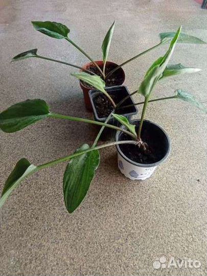 Дримиопсис