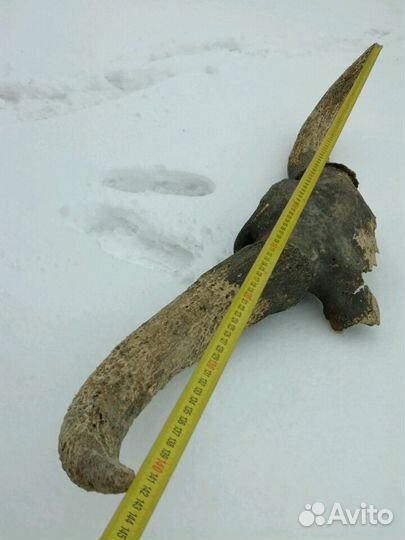 Череп древнего животного, которые обитали на земле