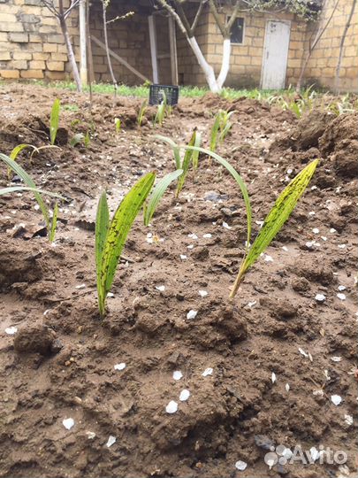 Пальмы, саженцы и семена Трахикарпус форчуна