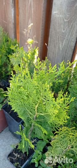 Саженцы Туи Смарагд Голд