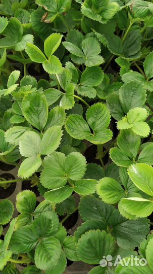 Рассада клубники зкс в наличии и на заказ