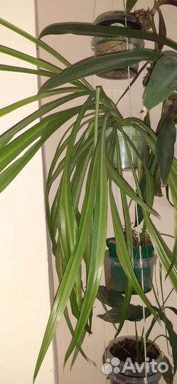 Хлорофитум