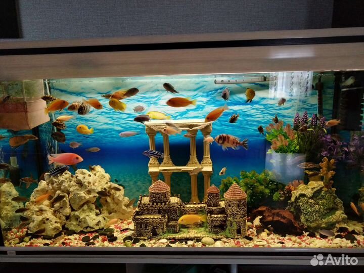 Аквариумные рыбки цихлиды