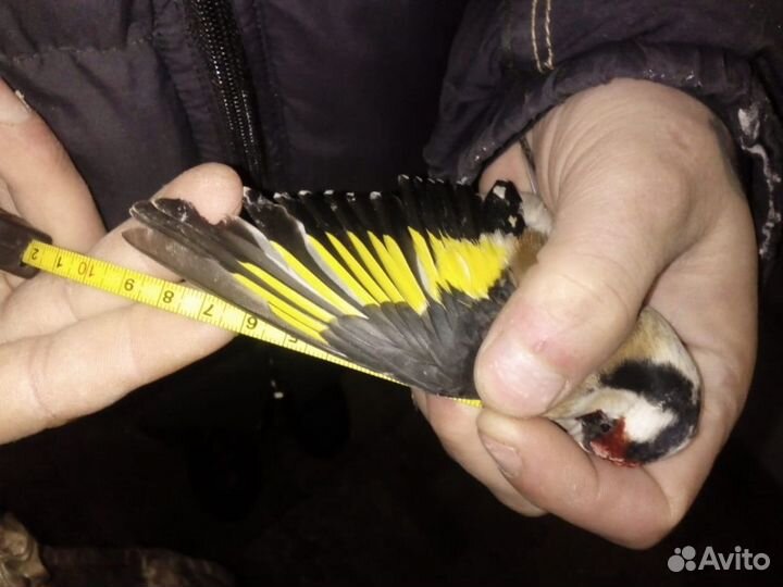 Певчие птицы(Омск)