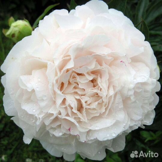 Саженцы пиона Мазерс чойс