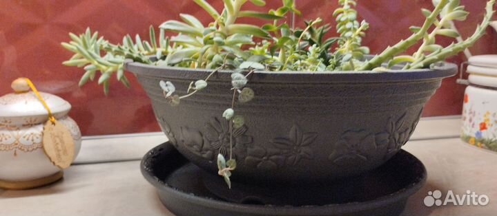 Садик из суккулентов