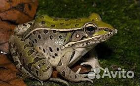 Лягушка