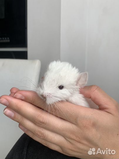Шиншилленок