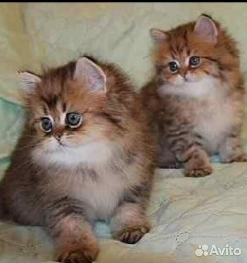 Котята драгоценного окраса