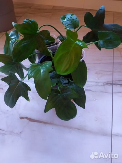 Коллизия, пелея