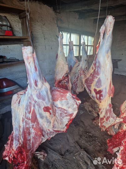 Продам мясо говядина