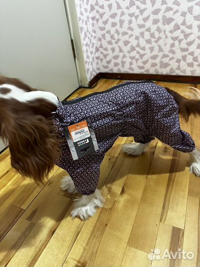 Одежда для собак дождевик