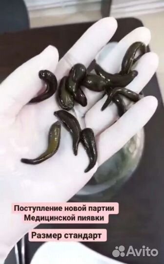 Пиявки медицинские
