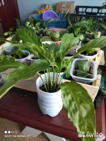 Спатифиллум