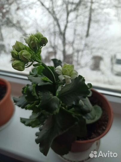 Каланхоэ ростки (комнатное растение)