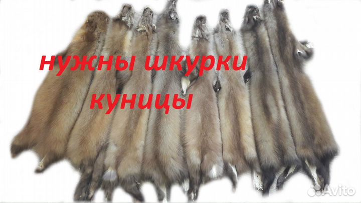 Шкурки куницы. Мех куницы