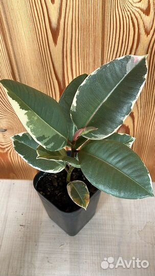 Фикусы каучуконосные Эластика Тинеке, Бейлиз