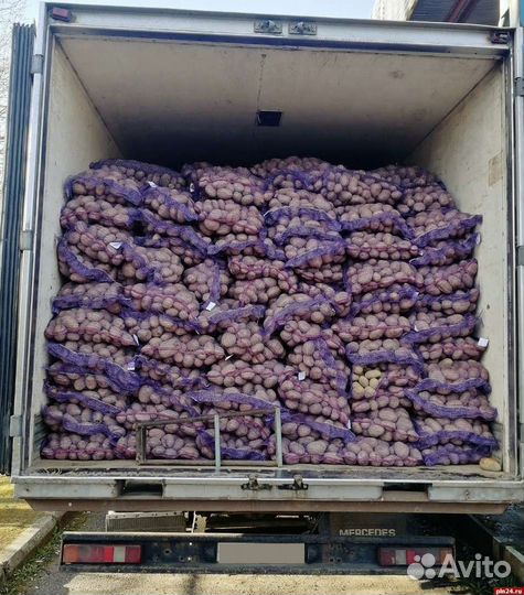 Картофель Коломбо 5+ от 5-ти тонн