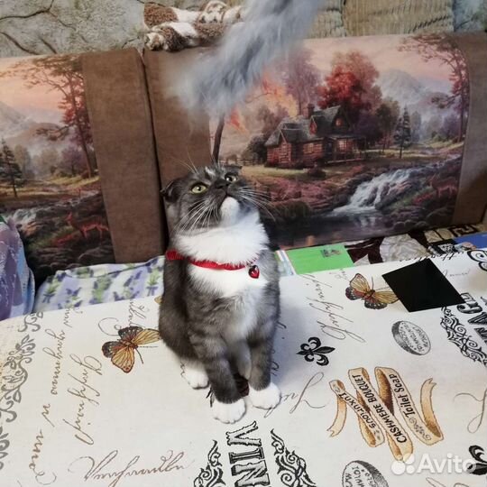 Котята шотландские вислоухие