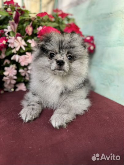 Мраморный шпиц(мерле)