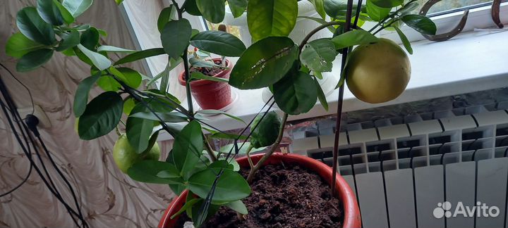 Лимонное дерево с плодами